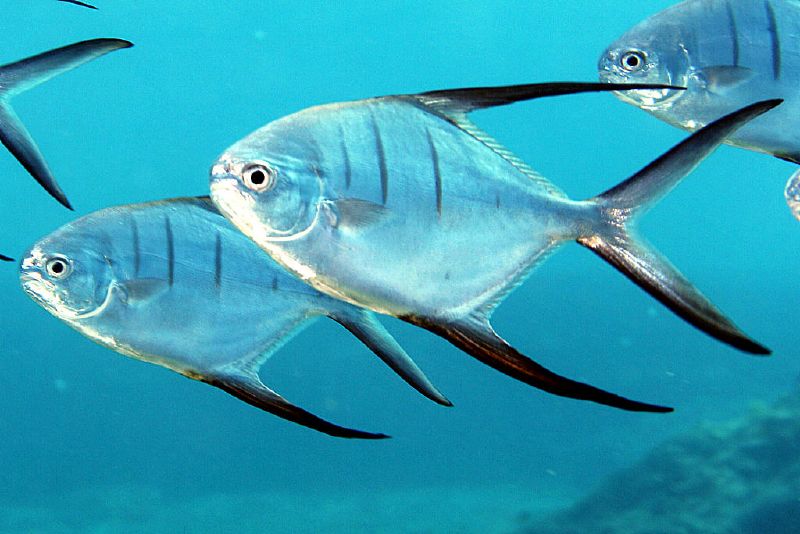 Trachinotus goodei (Palometa)